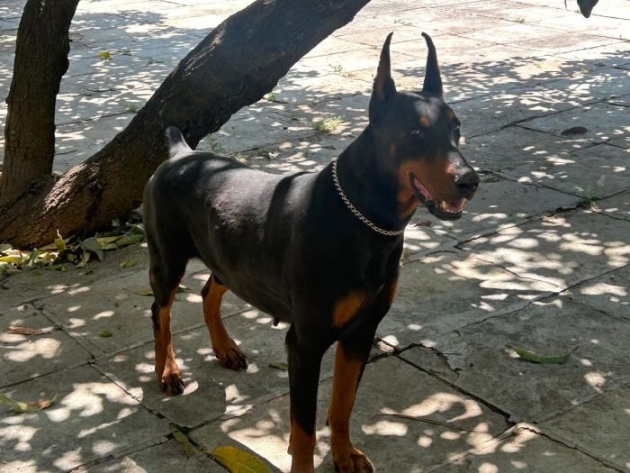DogsIndia.com - Dobermann - Ajit Kennels, Srihari Gokhale