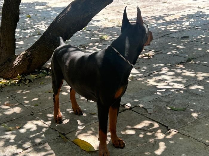 DogsIndia.com - Dobermann - Ajit Kennels, Srihari Gokhale