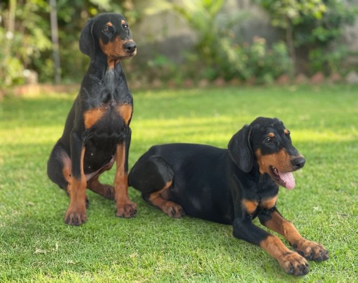 DogsIndia.com - Dobermann - Ajit Kennels, Srihari Gokhale