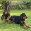 DogsIndia.com - Dobermann - Ajit Kennels, Srihari Gokhale