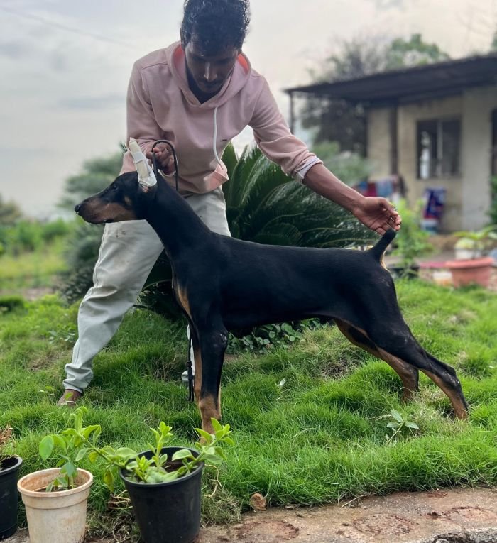 DogsIndia.com - Dobermann - Dalvi