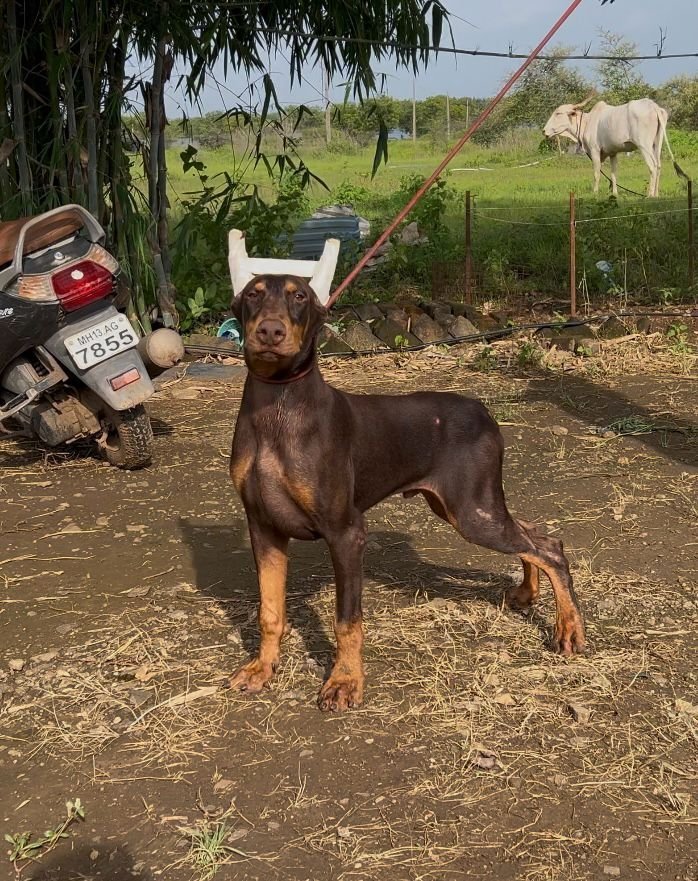 DogsIndia.com - Dobermann - Dalvi