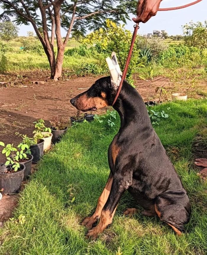 DogsIndia.com - Dobermann - Dalvi