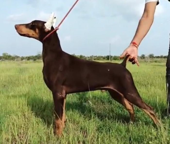 DogsIndia.com - Dobermann - Dalvi
