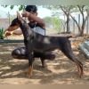 DogsIndia.com - Dobermann - Dalvi