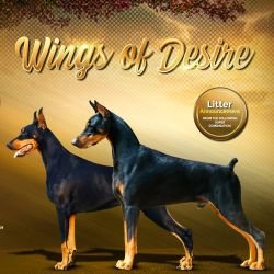 DogsIndia.com - Dobermann - Gopikannan