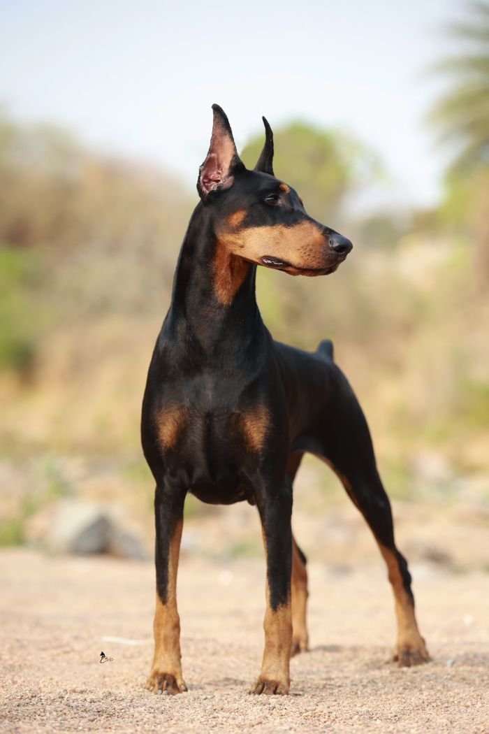 DogsIndia.com - Dobermann - Gopikannan