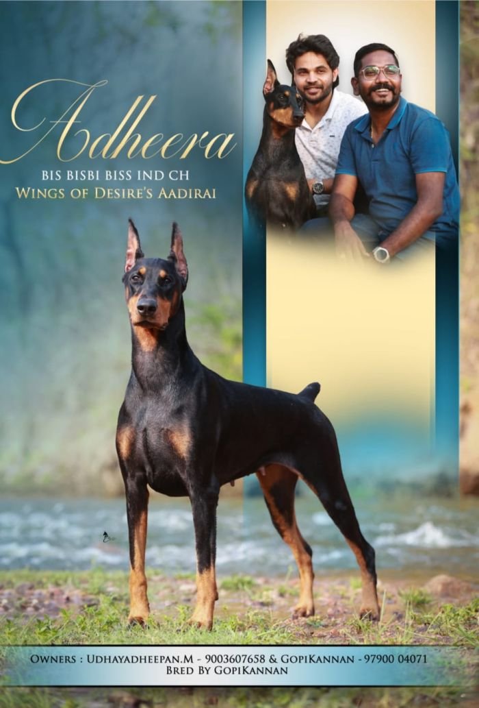 DogsIndia.com - Dobermann - Gopikannan