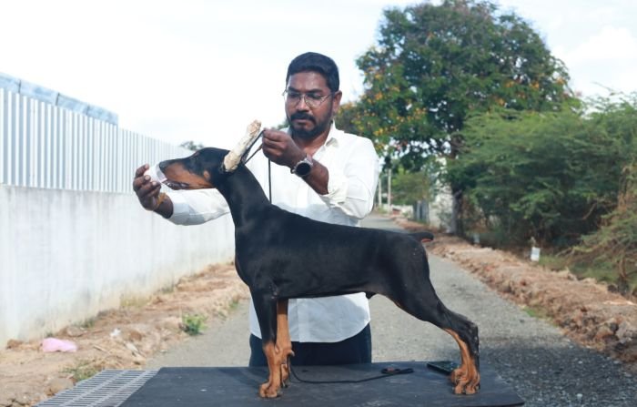 DogsIndia.com - Dobermann - Gopikannan