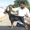 DogsIndia.com - Dobermann - Gopikannan