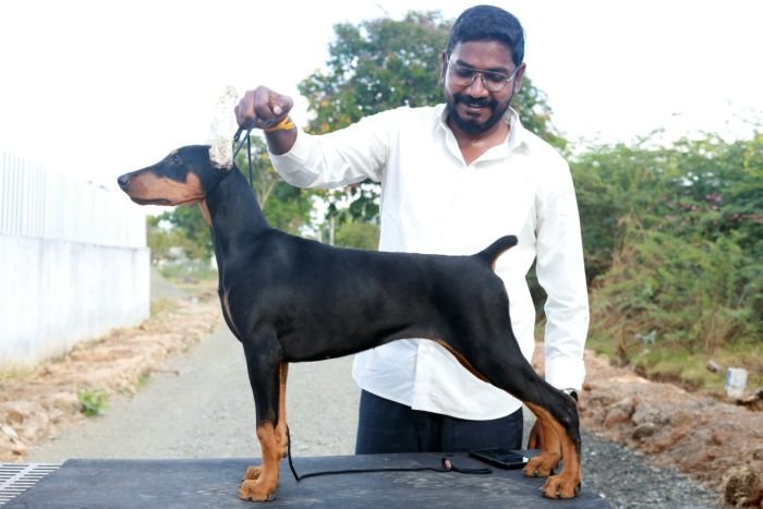 DogsIndia.com - Dobermann - Gopikannan