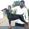 DogsIndia.com - Dobermann - Gopikannan