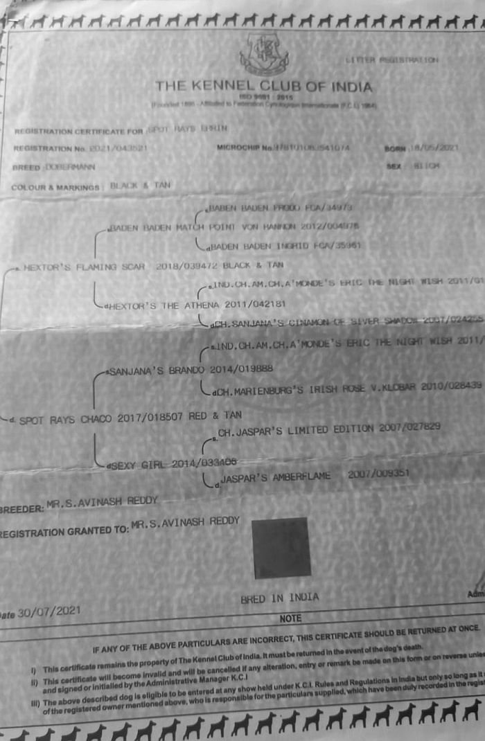 DogsIndia.com - Dobermann - Mahesh - Meena Kennels