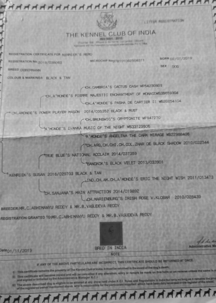 DogsIndia.com - Dobermann - Mahesh - Meena Kennels