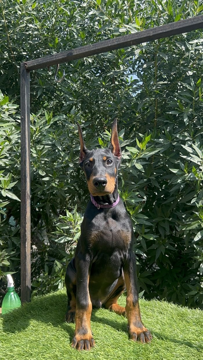 DogsIndia.com - Dobermann - Mahesh - Meena Kennels