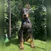 DogsIndia.com - Dobermann - Mahesh - Meena Kennels