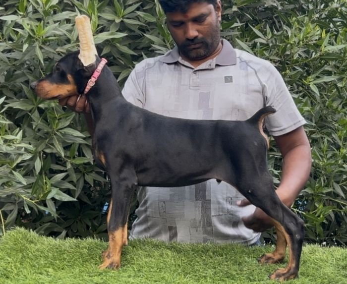 DogsIndia.com - Dobermann - Mahesh - Meena Kennels