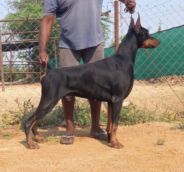 DogsIndia.com - Dobermann - Mahesh - Meena Kennels