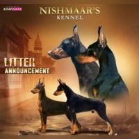 DogsIndia.com - Dobermann Pinscher - Nishmaar's Kennel