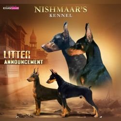 DogsIndia.com - Dobermann Pinscher - Nishmaar's Kennel