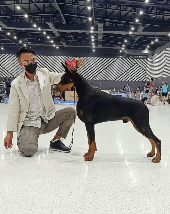 DogsIndia.com - Dobermann Pinscher - Nishmaar's Kennel