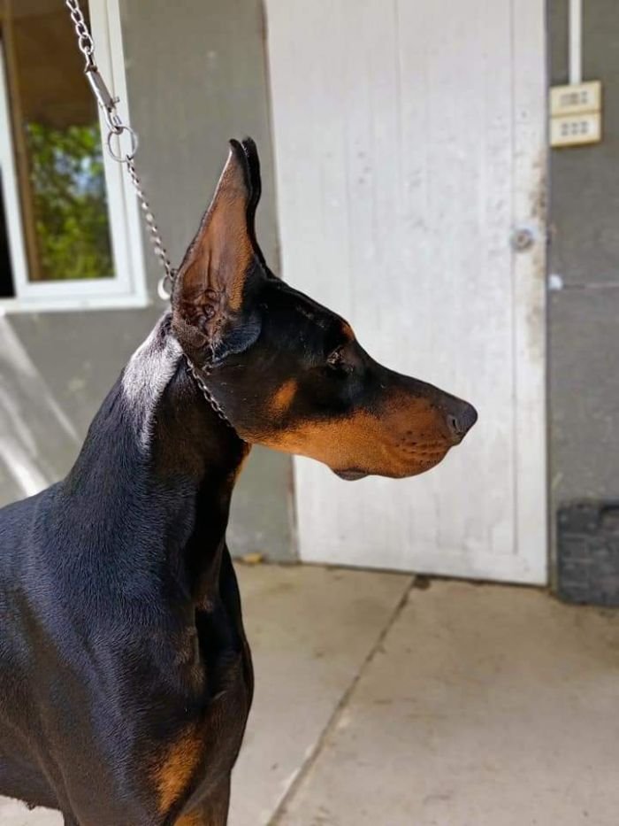 DogsIndia.com - Dobermann Pinscher - Nishmaar's Kennel