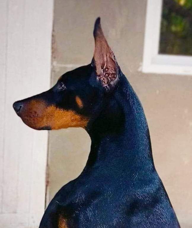 DogsIndia.com - Dobermann Pinscher - Nishmaar's Kennel