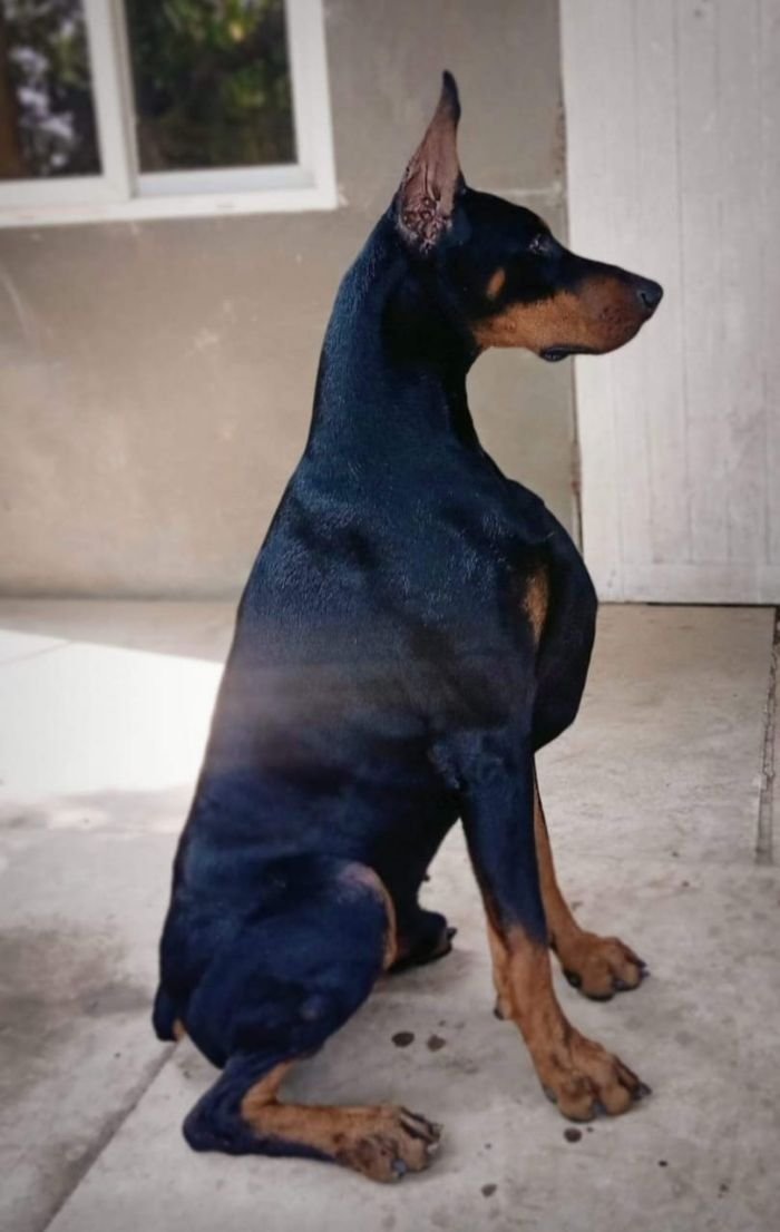 DogsIndia.com - Dobermann Pinscher - Nishmaar's Kennel