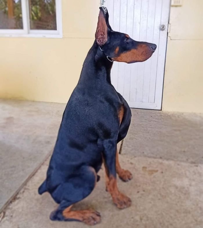 DogsIndia.com - Dobermann Pinscher - Nishmaar's Kennel