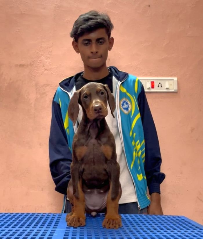 DogsIndia.com - Dobermann Pinscher - Nishmaar's Kennel