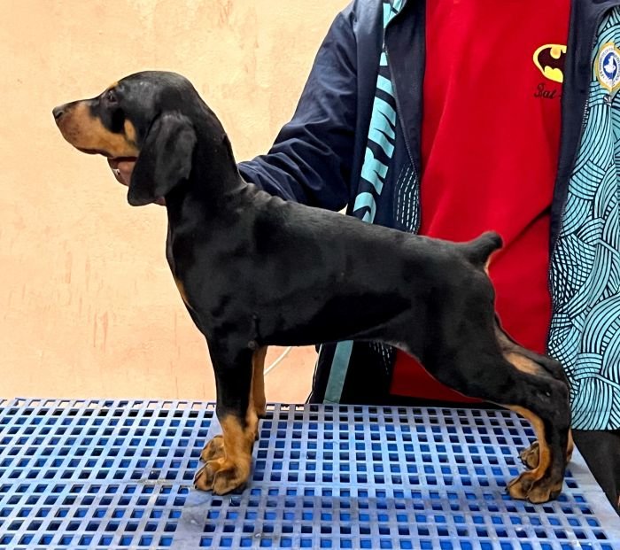 DogsIndia.com - Dobermann Pinscher - Nishmaar's Kennel