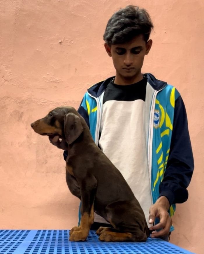 DogsIndia.com - Dobermann Pinscher - Nishmaar's Kennel