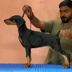 DogsIndia.com - Dobermann Pinscher - Nishmaar's Kennel