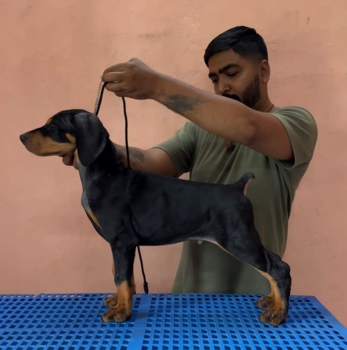 DogsIndia.com - Dobermann Pinscher - Nishmaar's Kennel