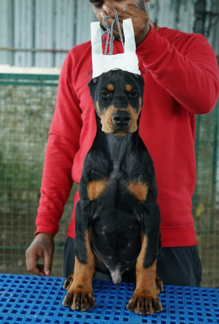 DogsIndia.com - Dobermann Pinscher - Nishmaar's Kennel