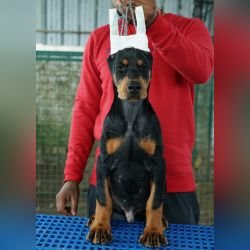 DogsIndia.com - Dobermann Pinscher - Nishmaar's Kennel