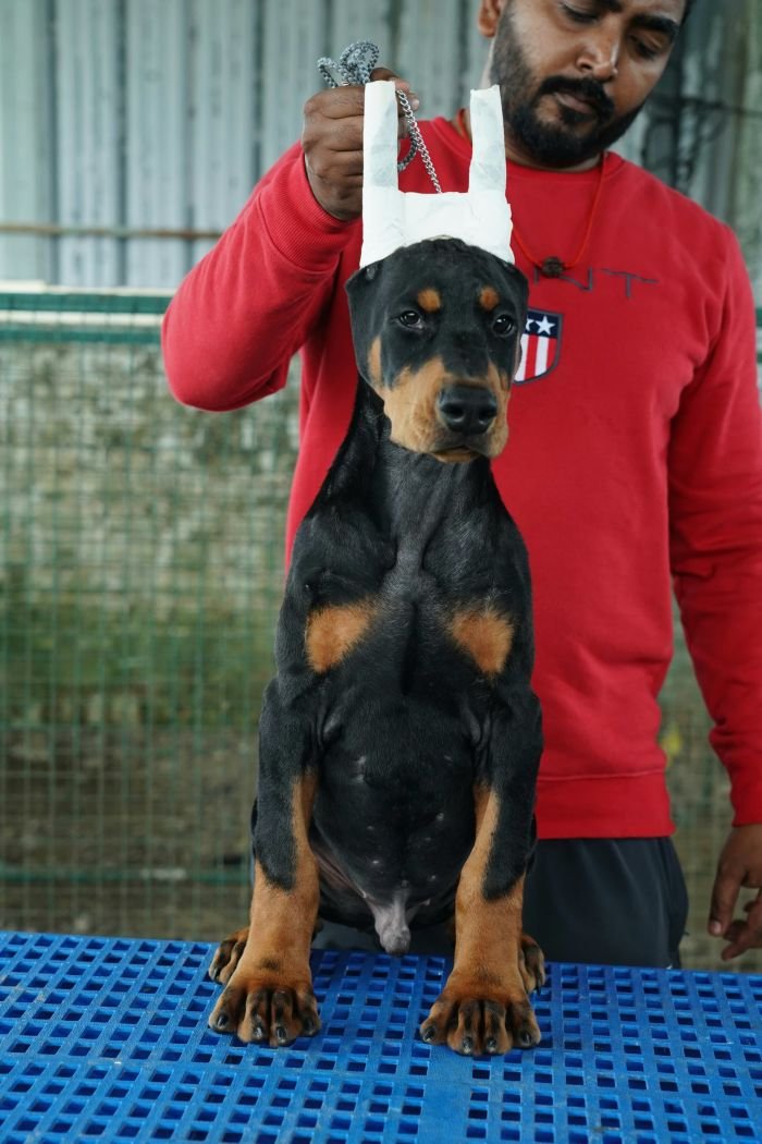 DogsIndia.com - Dobermann Pinscher - Nishmaar's Kennel