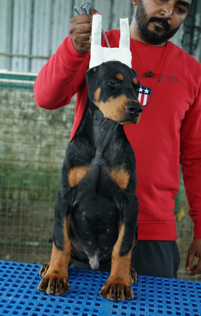 DogsIndia.com - Dobermann Pinscher - Nishmaar's Kennel