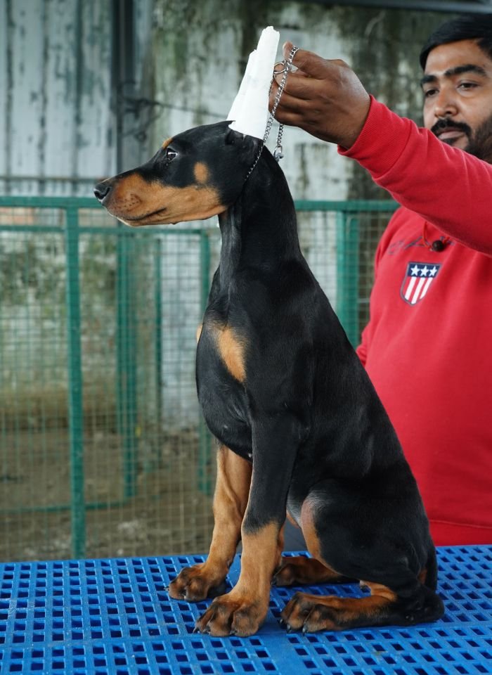 DogsIndia.com - Dobermann Pinscher - Nishmaar's Kennel