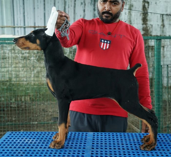 DogsIndia.com - Dobermann Pinscher - Nishmaar's Kennel