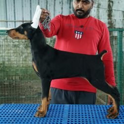 DogsIndia.com - Dobermann Pinscher - Nishmaar's Kennel