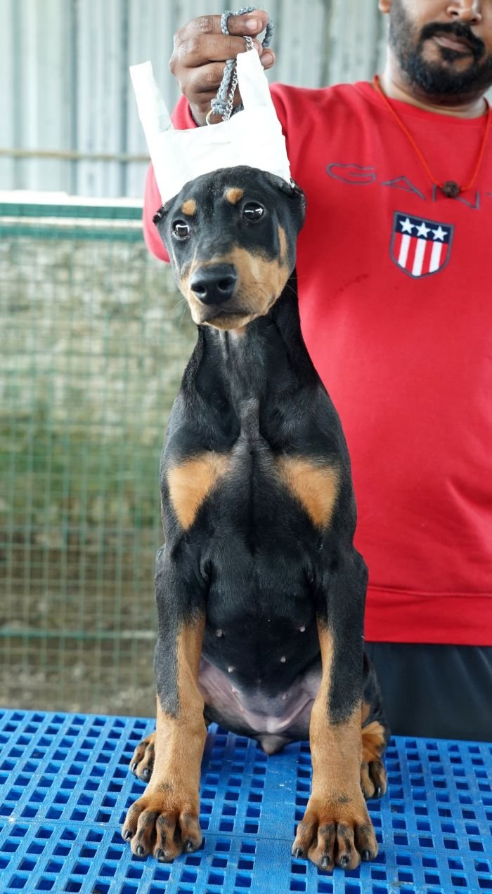 DogsIndia.com - Dobermann Pinscher - Nishmaar's Kennel