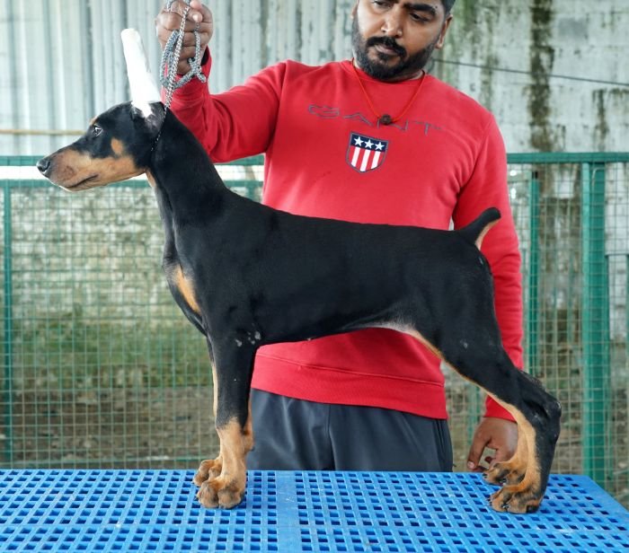 DogsIndia.com - Dobermann Pinscher - Nishmaar's Kennel