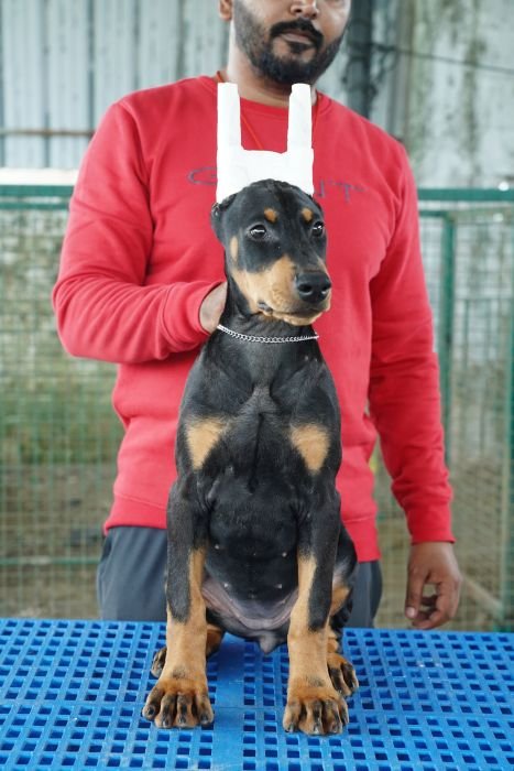 DogsIndia.com - Dobermann Pinscher - Nishmaar's Kennel