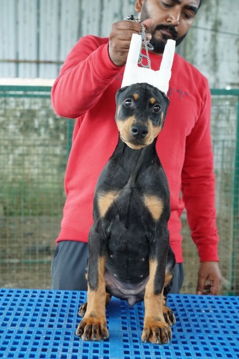 DogsIndia.com - Dobermann Pinscher - Nishmaar's Kennel