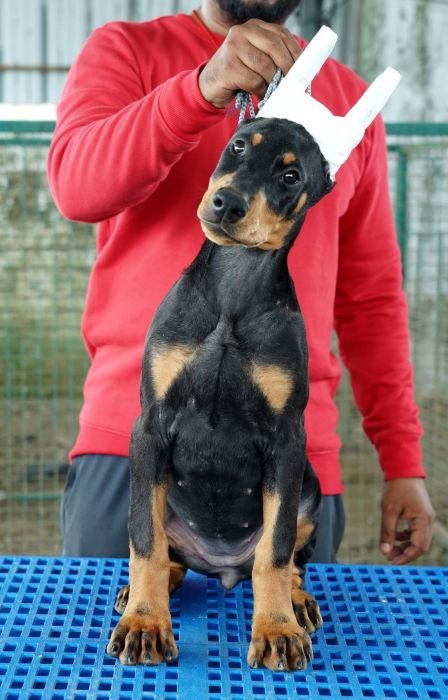 DogsIndia.com - Dobermann Pinscher - Nishmaar's Kennel