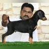 DogsIndia.com  Dobermann  Raghlin