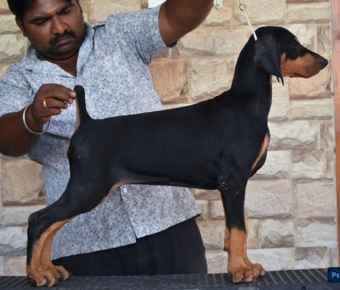 DogsIndia.com  Dobermann  Raghlin