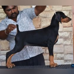 DogsIndia.com  Dobermann  Raghlin