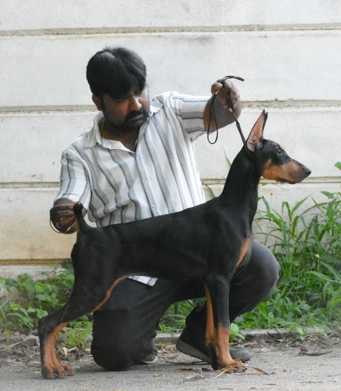 DogsIndia.com  Dobermann  Raghlin